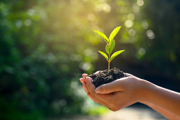 In the hands of trees growing seedlings. Brokeh green Background Female hand holding tree on nature field grass Forest conservation concept